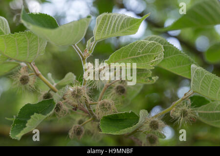 Papiermaulbeerbaum Papier-Maulbeerbaum Papiermaulbeere,,, Japanischer Papierbaum, Broussonetia papyrifera, Morus papyrifera, mûrier à papier, le tapa clot Banque D'Images