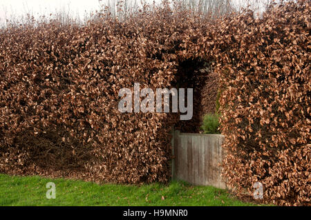 FAGUS SYLVATICA HEDGE EN HIVER Banque D'Images