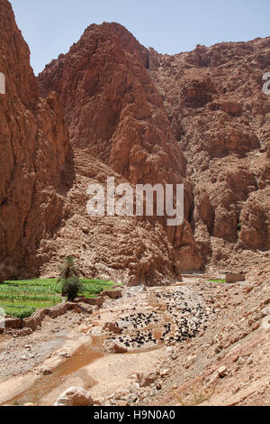 Les chèvres dans les Gorges de Todra, le Maroc. Banque D'Images