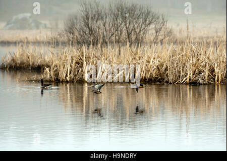 L'Eurasian Teal (Anas crecca) survolant la watersurface dans le marais avec une paire d'oies dans l'arrière-plan Banque D'Images