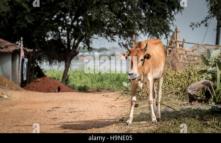 COW STANDING IN A LONELY VILLAGE Banque D'Images