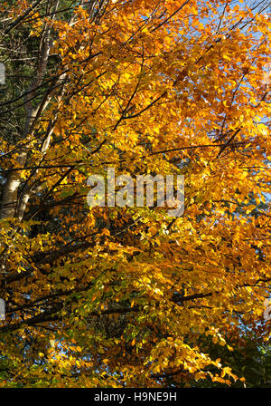 Belles teintes d'automne d'un hêtre commun Arbre dans un jardin à Rhu près de Helensburgh Scotland Royaume-Uni UK Banque D'Images