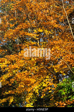 Belles teintes d'automne d'un hêtre commun Arbre dans un jardin à Rhu près de Helensburgh Scotland Royaume-Uni UK Banque D'Images