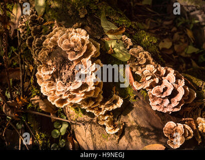 Champignons poussant sur fallen log Banque D'Images