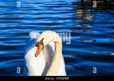 Swan la baignade dans le lac Serpentine, à Hyde Park, Londres Banque D'Images