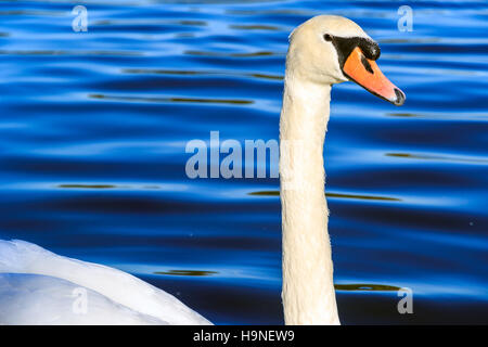 Swan la baignade dans le lac Serpentine, à Hyde Park, Londres Banque D'Images