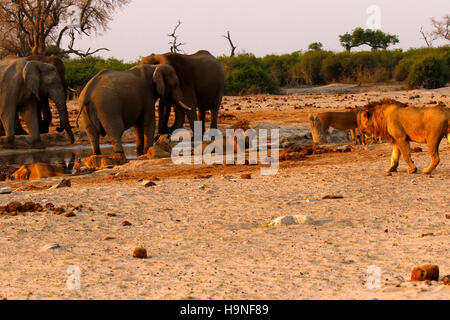 Une troupe de lions très proche d'un troupeau d'éléphants au cours d'une sécheresse au niveau de la pompe Savuti Pan Botswana Banque D'Images