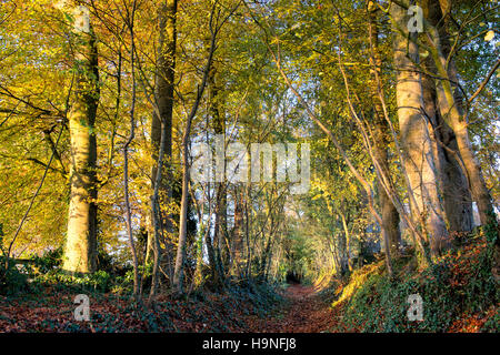 Fagus sylvatica. Bridleway à travers les hêtres avec feuillage de l'automne dans la campagne des Cotswolds. Le Gloucestershire, Angleterre Banque D'Images