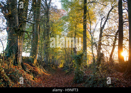 Fagus sylvatica. Bridleway à travers les hêtres avec feuillage de l'automne dans la campagne des Cotswolds. Le Gloucestershire, Angleterre Banque D'Images