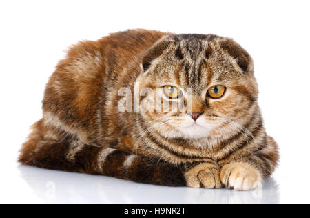 Scottish Fold cat bicolor stripes isolé sur fond blanc Banque D'Images