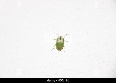 Soldat Green stink bug bug est un membre de la famille des Pentatomidae disponibles en haute résolution et plusieurs tailles pour s'adapter aux besoins de votre projet Banque D'Images