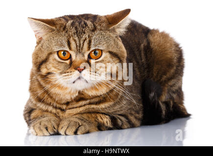 Visage de chat mâle droit écossais couché sur fond blanc isolé Banque D'Images