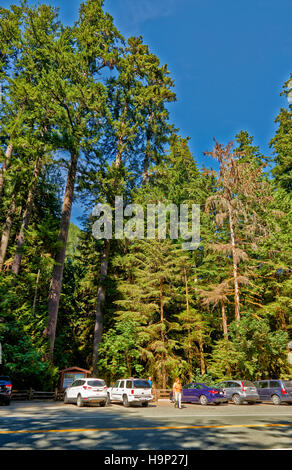 Grand Douglas taxifoliés dans Cathedral Grove, MacMillan Parc Provincial, Nanaimo, île de Vancouver, Colombie-Britannique, Canada Banque D'Images