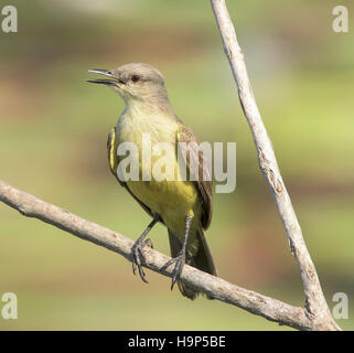 Tyran (Machetornis rixosa bovins) perché un fond Banque D'Images