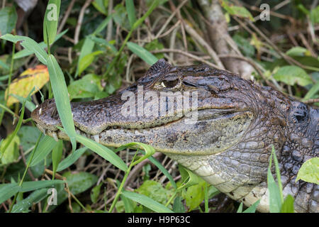 (Crocodilius) dans tortuguero, close-up de tête. Banque D'Images