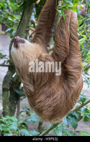 Hoffmann's deux-toed sloth (choloepus hoffmanni) dormant accroché sur un arbre Banque D'Images