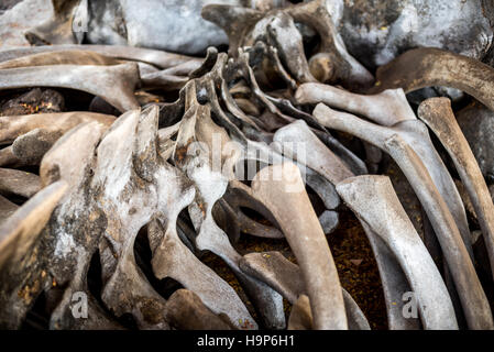 Une pile d'os d'un cachalot toronné est exposée sur la plage de Jontona, sur l'île de Lembata, dans l'est de Nusa Tenggara, en Indonésie. Banque D'Images