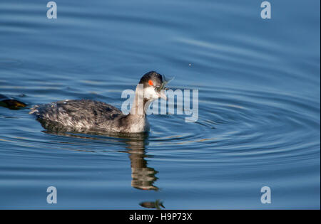 Grebe élevé avalant le poisson Banque D'Images