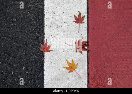 L'érable japonais (Momiji) laisse sur le côté de la route, leur rappelant le drapeau. Les feuilles rouges et jaunes seaon au Japon. Banque D'Images