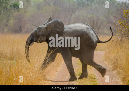 Jeune éléphant africain en travers de la voie dans le Parc National de la Pendjari, Bénin, Afrique Banque D'Images