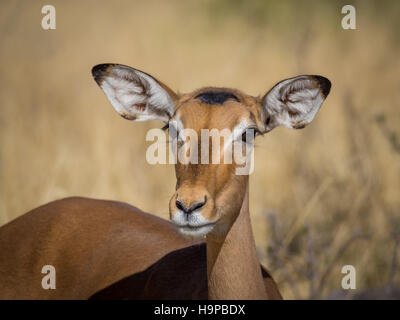 Closeup portrait of belle antilope impala curieux avec de grandes oreilles et des yeux dans Moremi National Park, Botswana, Africa Banque D'Images