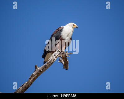 Portrait of African Fish Eagle assis sur la branche d'arbre mort avec beaucoup de ciel bleu, Moremi, Botswana NP Banque D'Images