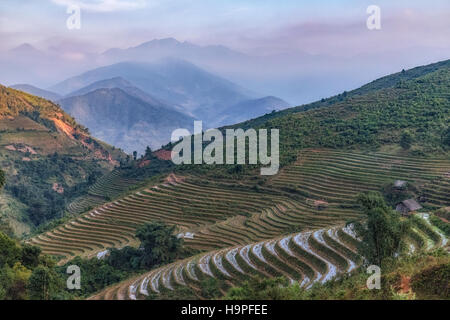 Terrasses de riz, Lao Chai, SAPA, Vietnam, Asie Banque D'Images