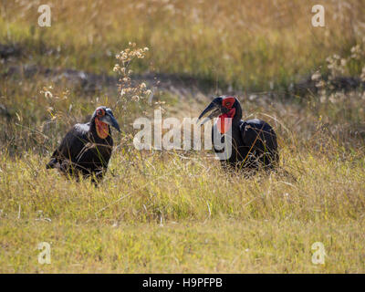 Paire de mâle et femelle calao terrestre du sud africains à se nourrir dans l'herbe haute, Moremi, Botswana NP Banque D'Images