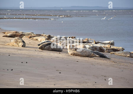 Phoques trouvés par la plage à Findhorn, Ecosse Banque D'Images