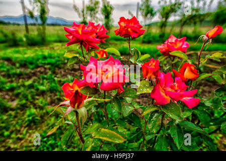 Roses Banque D'Images