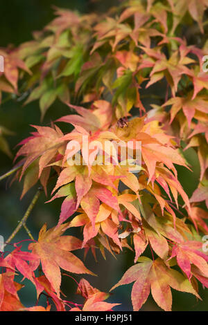 Acer palmatum subsp amoenum feuilles à l'automne. Banque D'Images