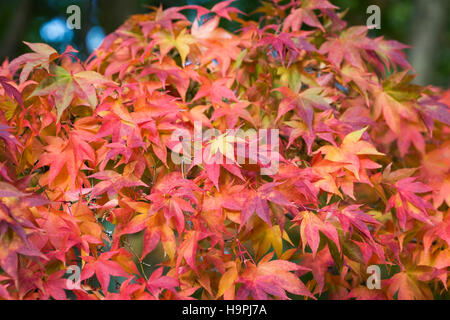 Acer palmatum subsp amoenum feuilles à l'automne. Banque D'Images