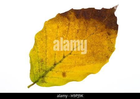 Brunissement des feuilles en automne Banque D'Images