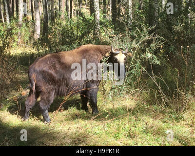 TAKIN (Budorcas taxicolor whitei) Buhan's National Animal. Photo Tony Gale Banque D'Images