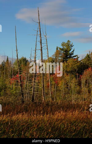 Arbres morts dans une zone humide au Québec,Canada Banque D'Images