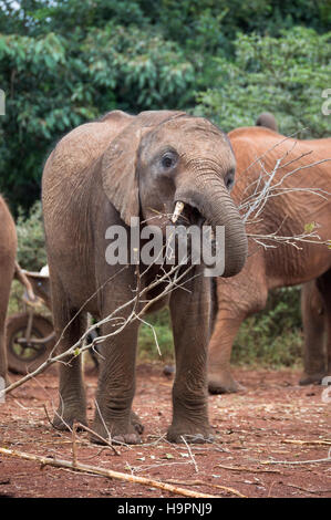 Un jeune éléphant mastication ou rongeant sur une branche de son tronc est l'exploitation. L'éléphant est face à la caméra. Banque D'Images