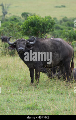 Un buffle avec deux oxpeckers, les oiseaux qui mangent les tiques, sur son dos. Buffalo est face caméra debout dans un pré vert. Banque D'Images