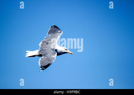 Mouette en vol avec le fond de ciel bleu Banque D'Images