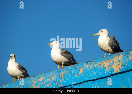 Mouettes sur la côte marocaine dans le port d'Essaouira Banque D'Images