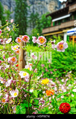 Jardin rose à fleurs Trummelbach falls dans les montagnes à la vallée de Lauterbrunnen, District de Interlaken, Berne canton en Suisse. Banque D'Images