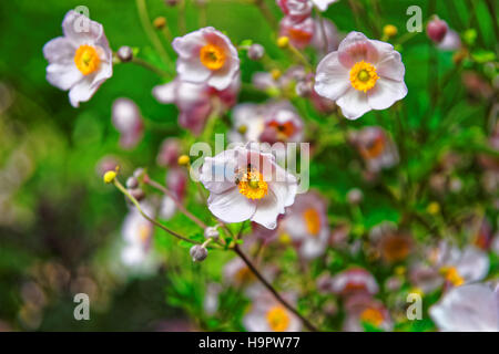 Jardin rose à fleurs Trummelbach falls dans les montagnes dans la vallée de Lauterbrunnen, District de Interlaken, Berne canton en Suisse. Banque D'Images