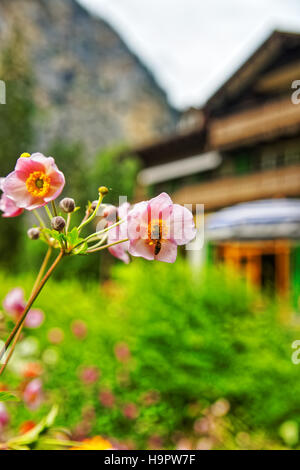 Jardin rose à fleurs Trummelbach falls dans les montagnes à la vallée de Lauterbrunnen, District du canton de Berne, Interlaken, Suisse. Banque D'Images