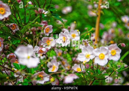 Jardin rose à fleurs Trummelbach falls dans les montagnes dans la vallée de Lauterbrunnen, District du canton de Berne, Interlaken, Suisse. Banque D'Images