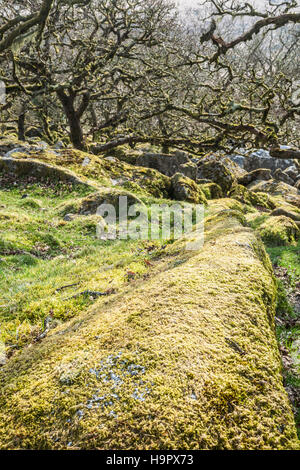 Wistman's Wood, Dartmoor Banque D'Images