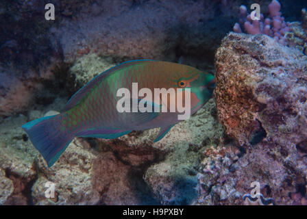 Rostpapageifisch, Scarus ferrugineus, Scaridae, Sharm el Sheikh, Mer Rouge, Egypte Banque D'Images