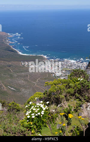 Fleurs sauvages et la vue du sommet de Table Mountain, Cape Town Afrique du Sud Banque D'Images