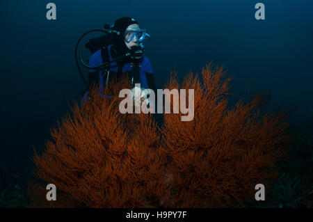 Un plongeur est flottant sur une plante buissonnante corail noir, Puerto Galera, Philippines Banque D'Images