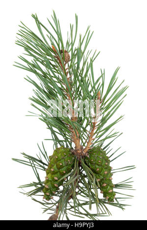 Branche d'arbre et de cônes de pin sur fond blanc Banque D'Images