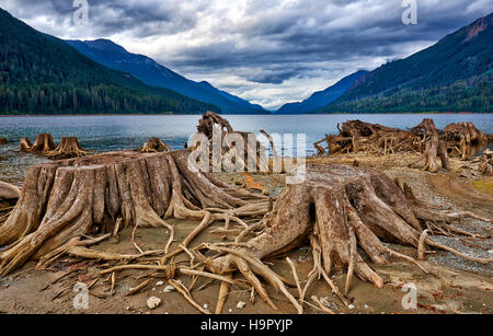 Les racines des arbres dans de Buttle Lake Parc provincial Strathcona, dans l'île de Vancouver, Colombie-Britannique, Canada Banque D'Images