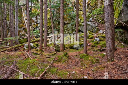 Les arbres en forêt de Birkenhead Lake Provincial Park, British Columbia, Canada Banque D'Images